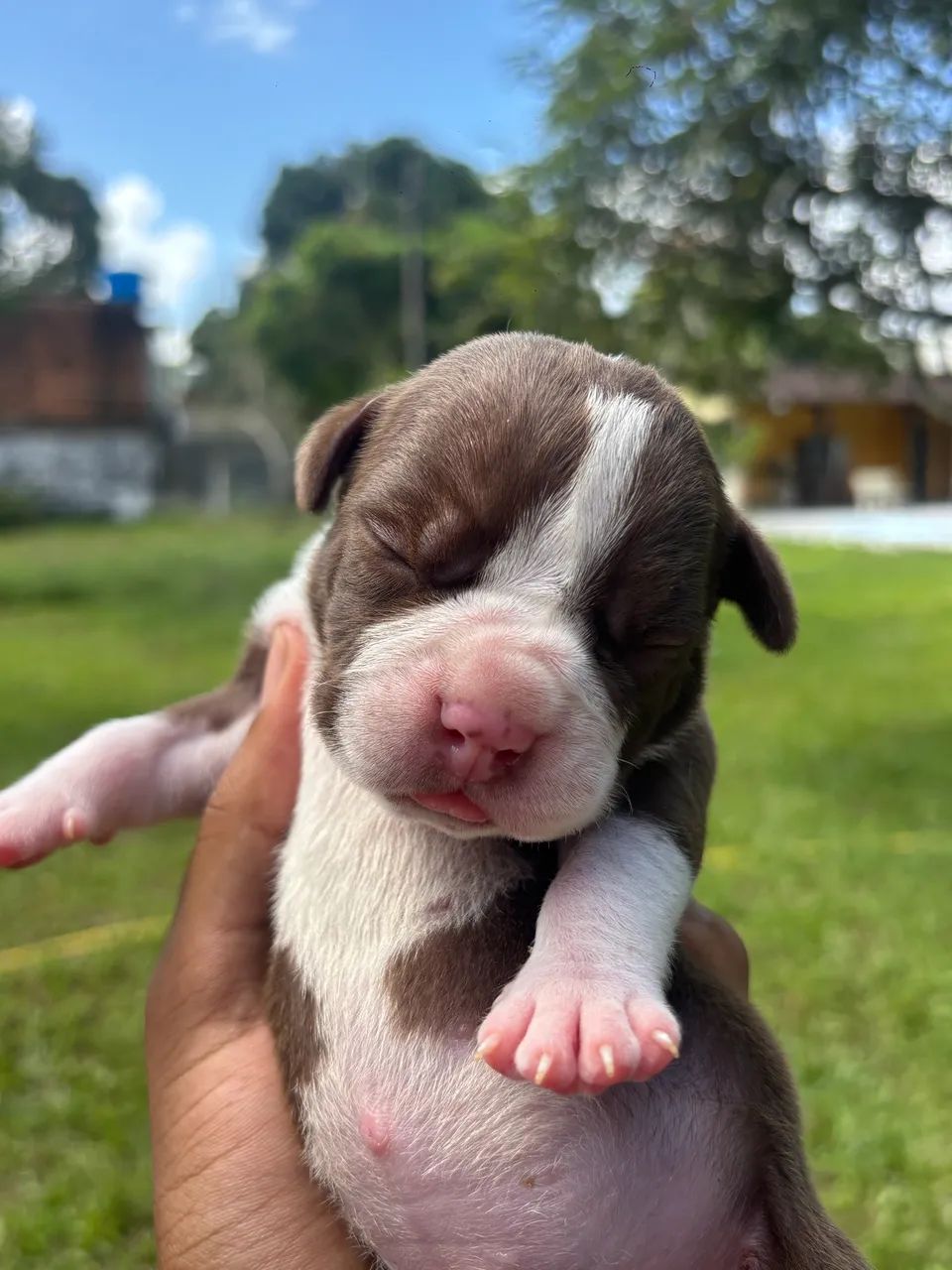 Pitmonster DISPONÍVEL 