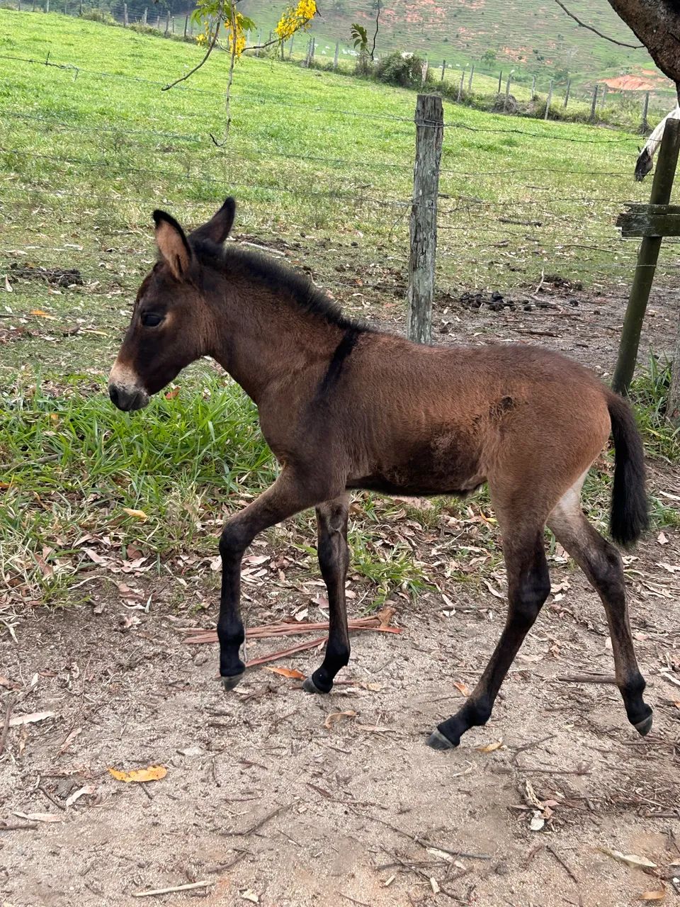 Égua de picada com mulinha ao pé.