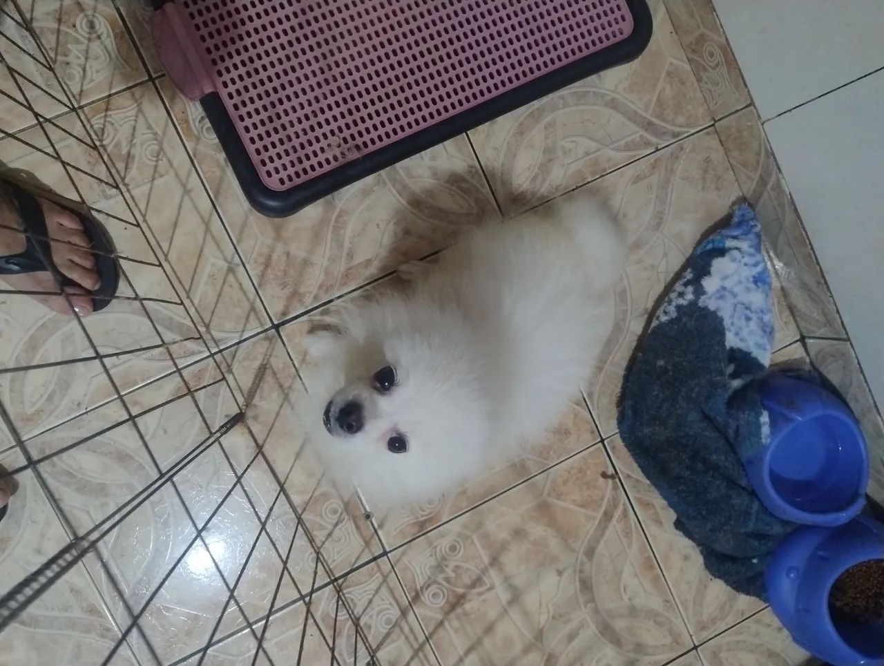 Vendo macho raposa Spitz Alemão  - Foto 2