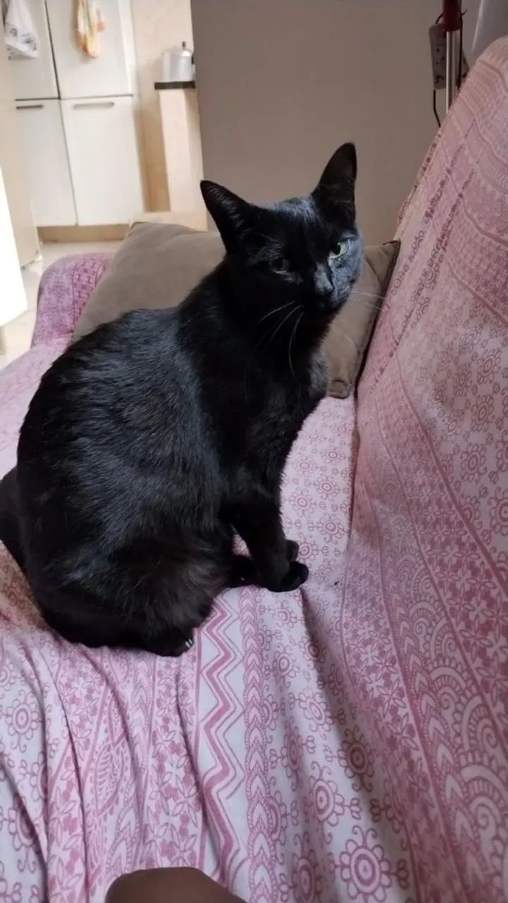 Doa-se gata - Foto 2