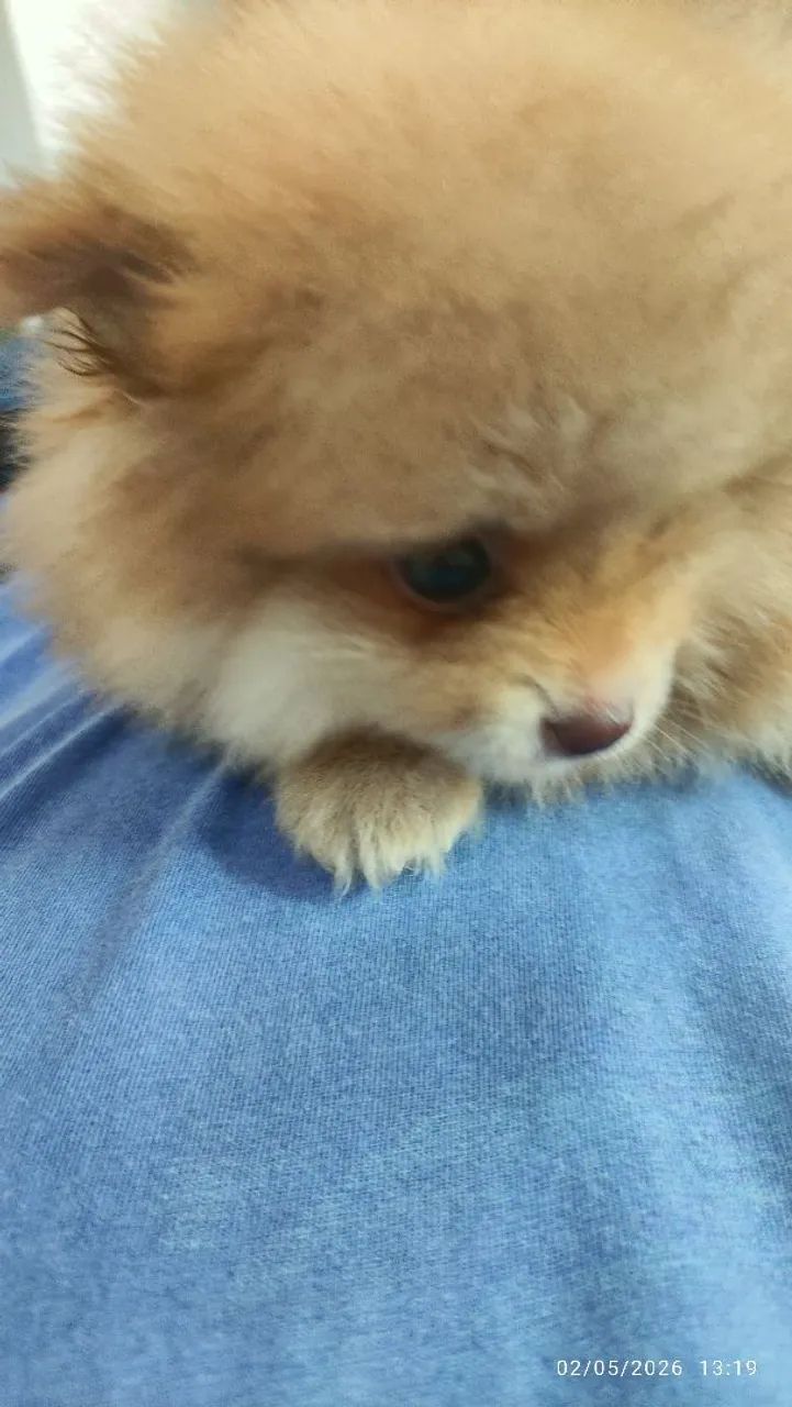 Lulu da Pomerânia filhotes Pronta Entrega - Foto 3