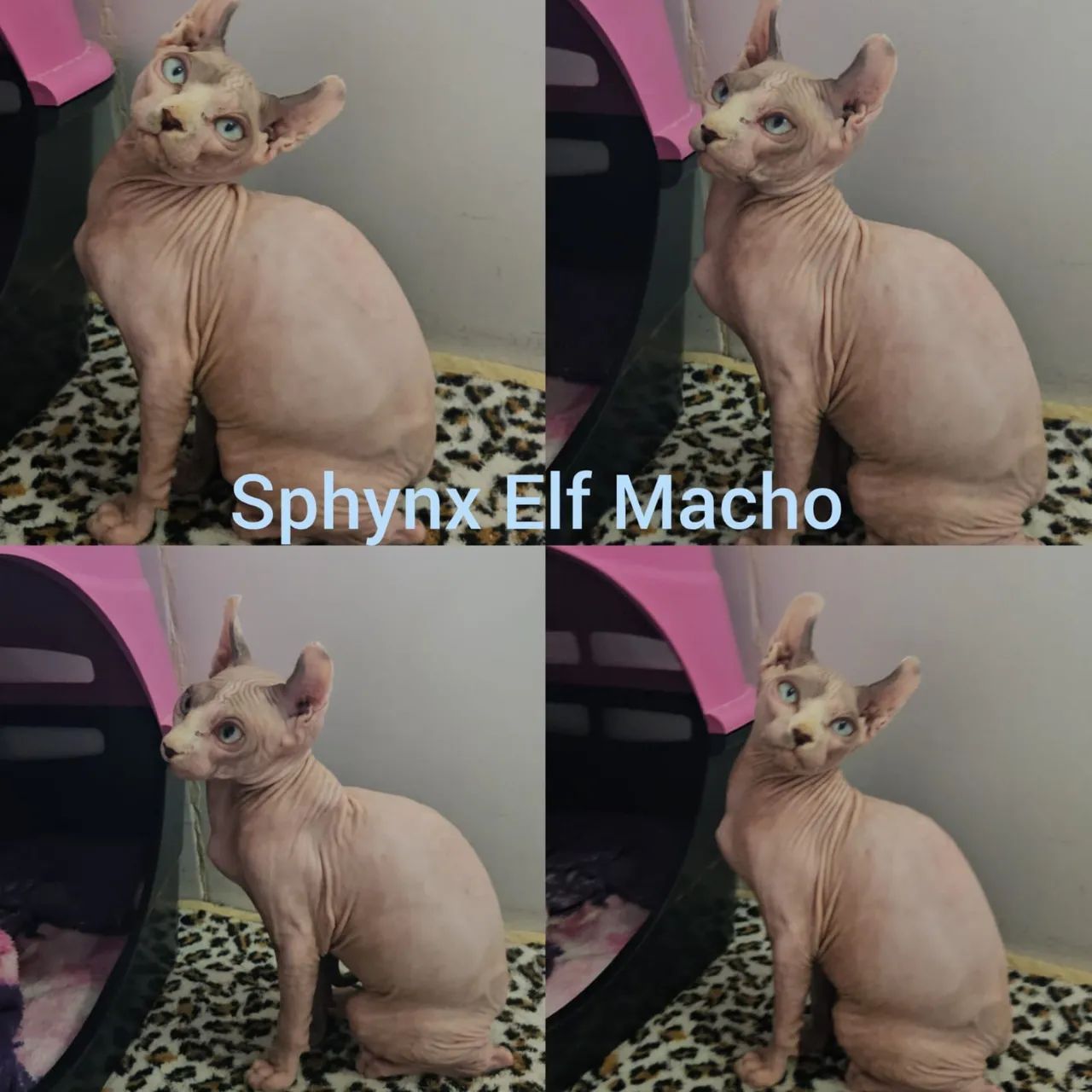 Sphynx padrão e Elf Filhotes - Gatil Bsb Cat - Foto 2