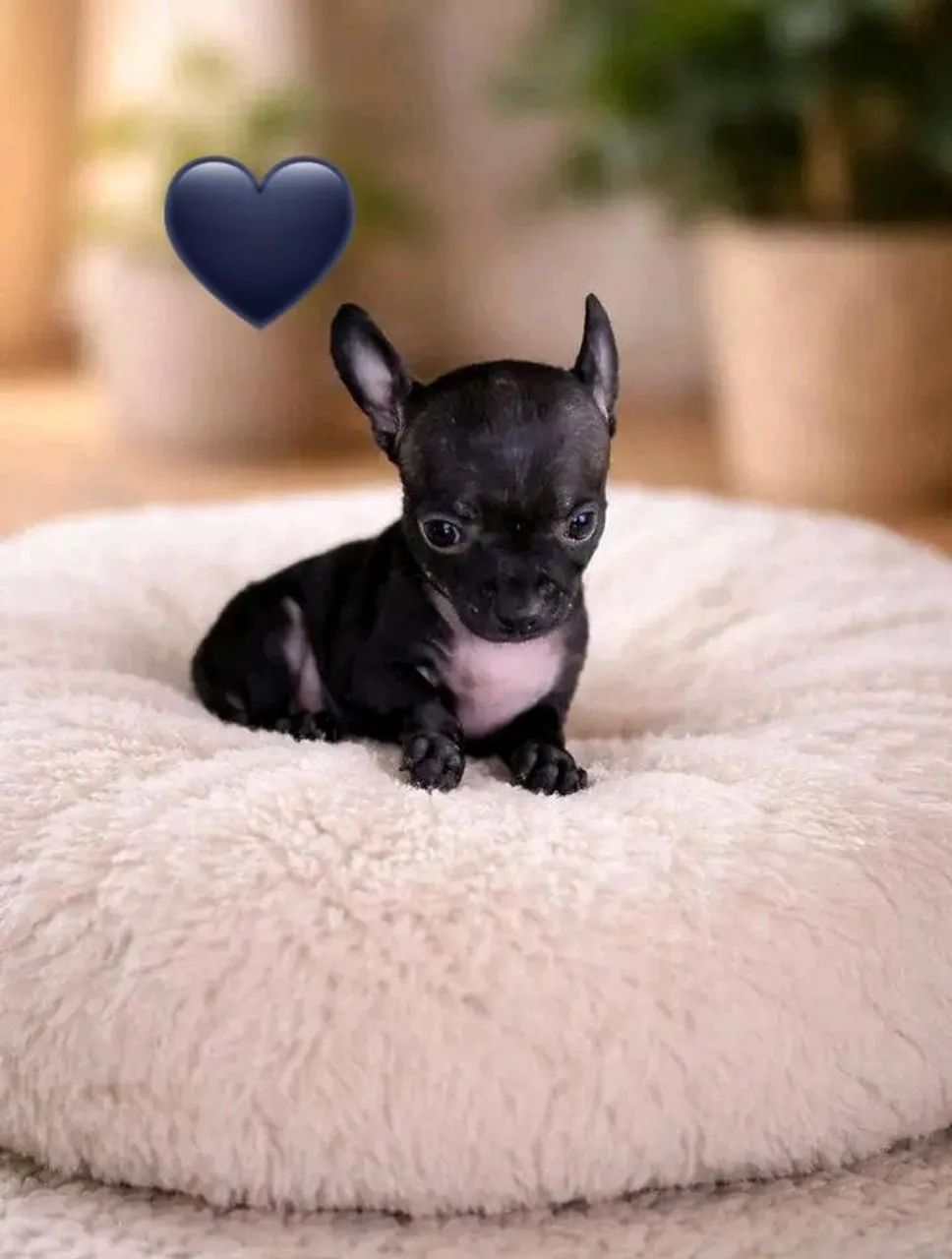 Pinscher zero EXÓTICA 