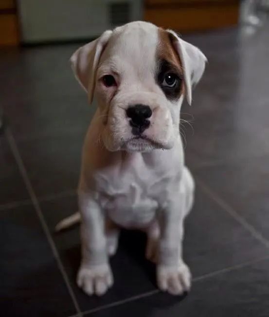 Filhotes Boxer  - Foto 3