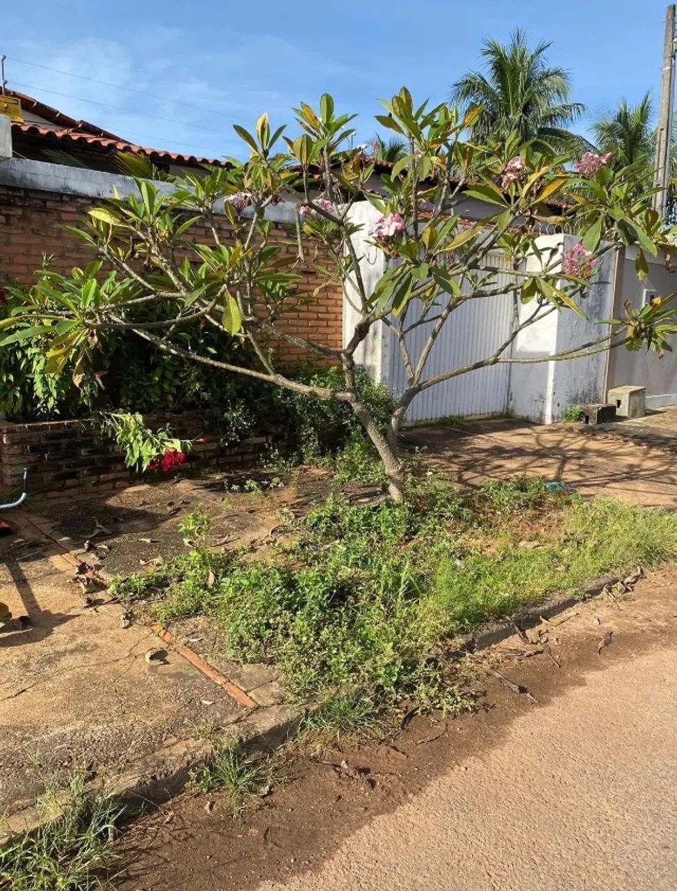     Corte de Grama e Limpeza de Jardim - Foto 3