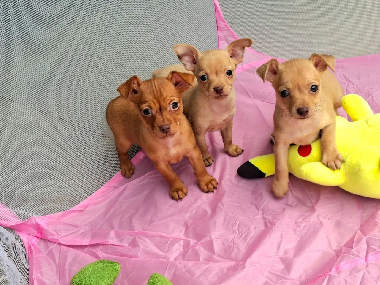 FILHOTES PINSCHER - Foto 2