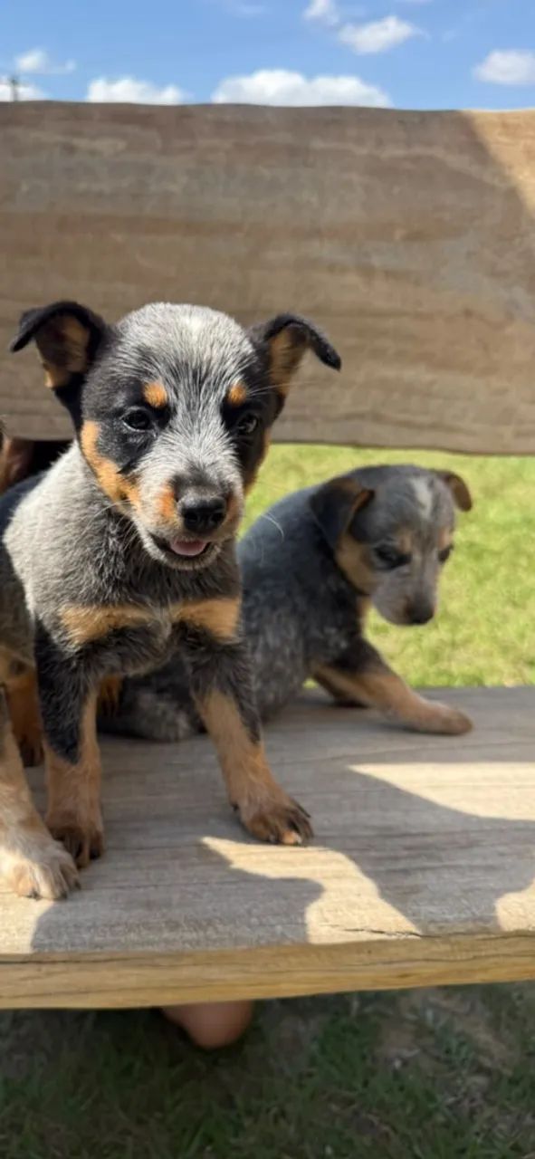 Filhotes blue heeler