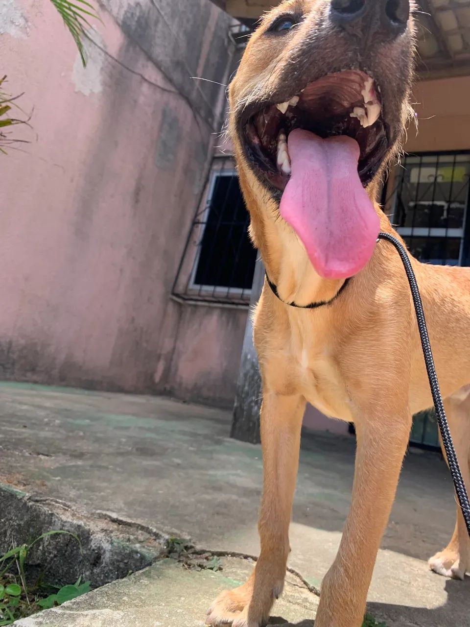 Cachorro - Foto 2