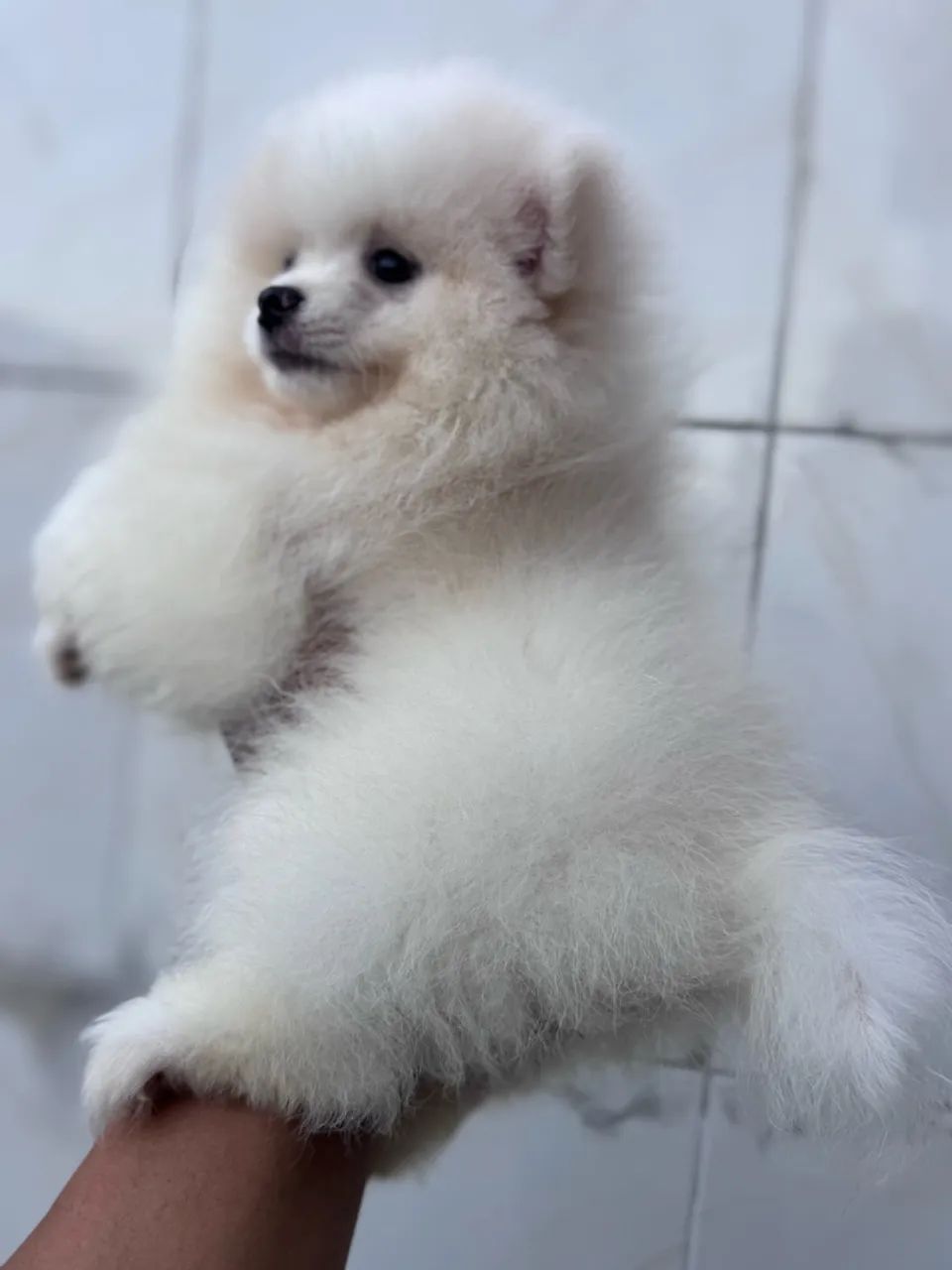 Cachorro  - Foto 5