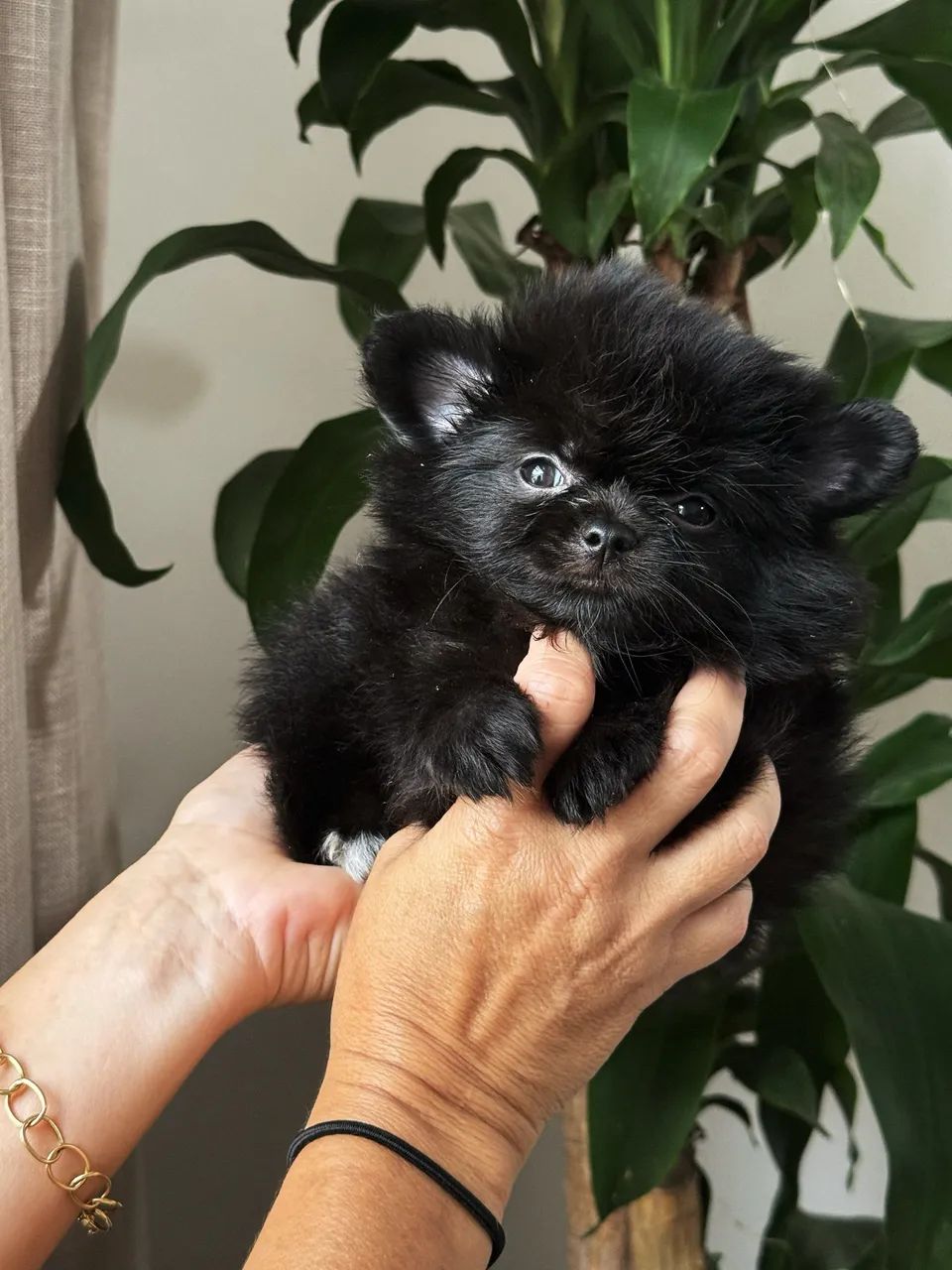 Lulu da pomerânea fêmea anã  - Foto 3