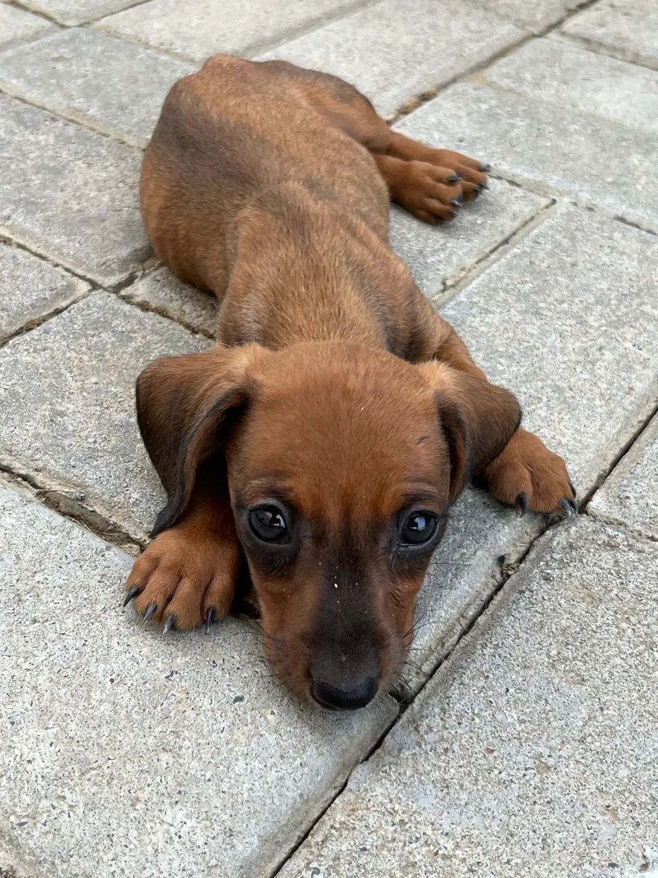 Salsicha dachshund Mini 