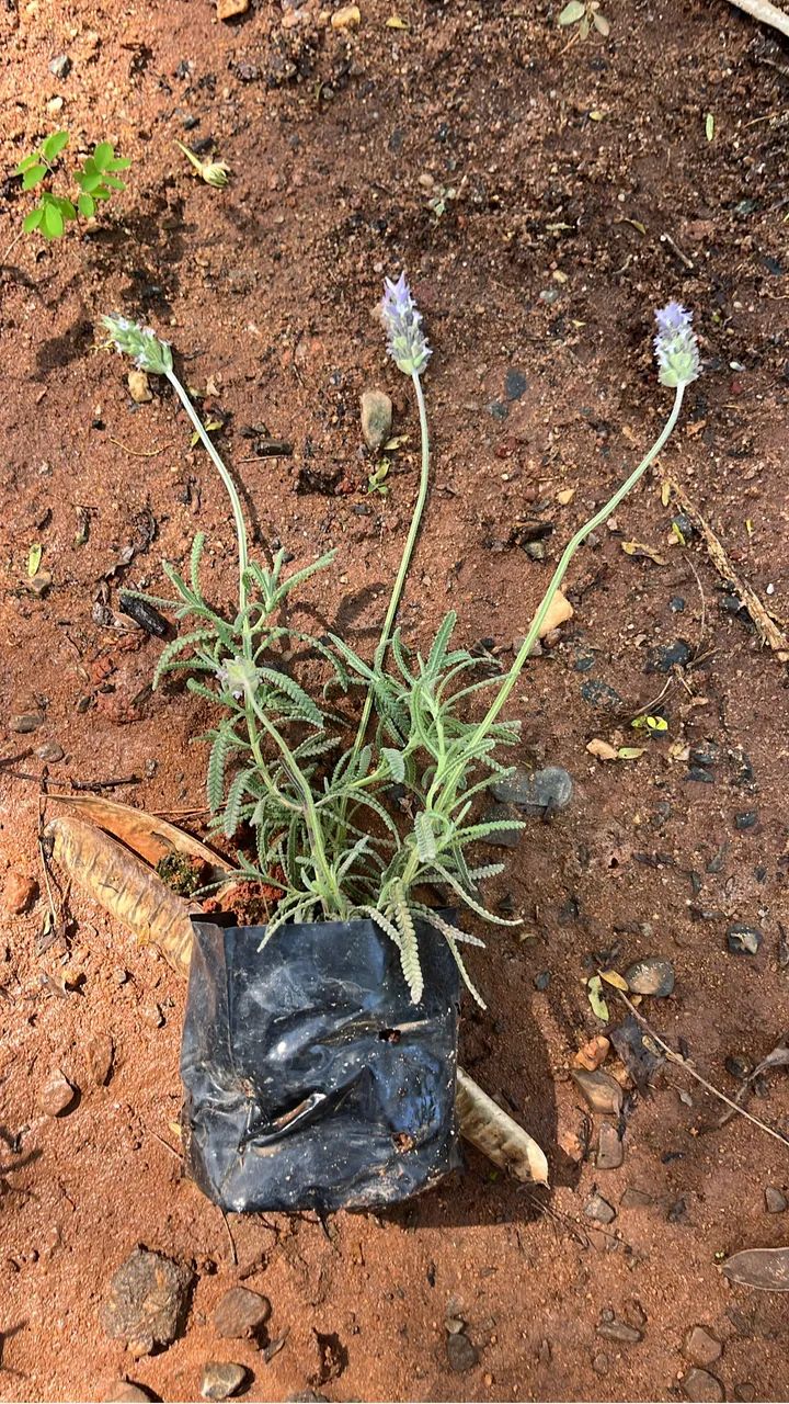 Mudas De Lavanda Bem Cheirosas. - Foto 2