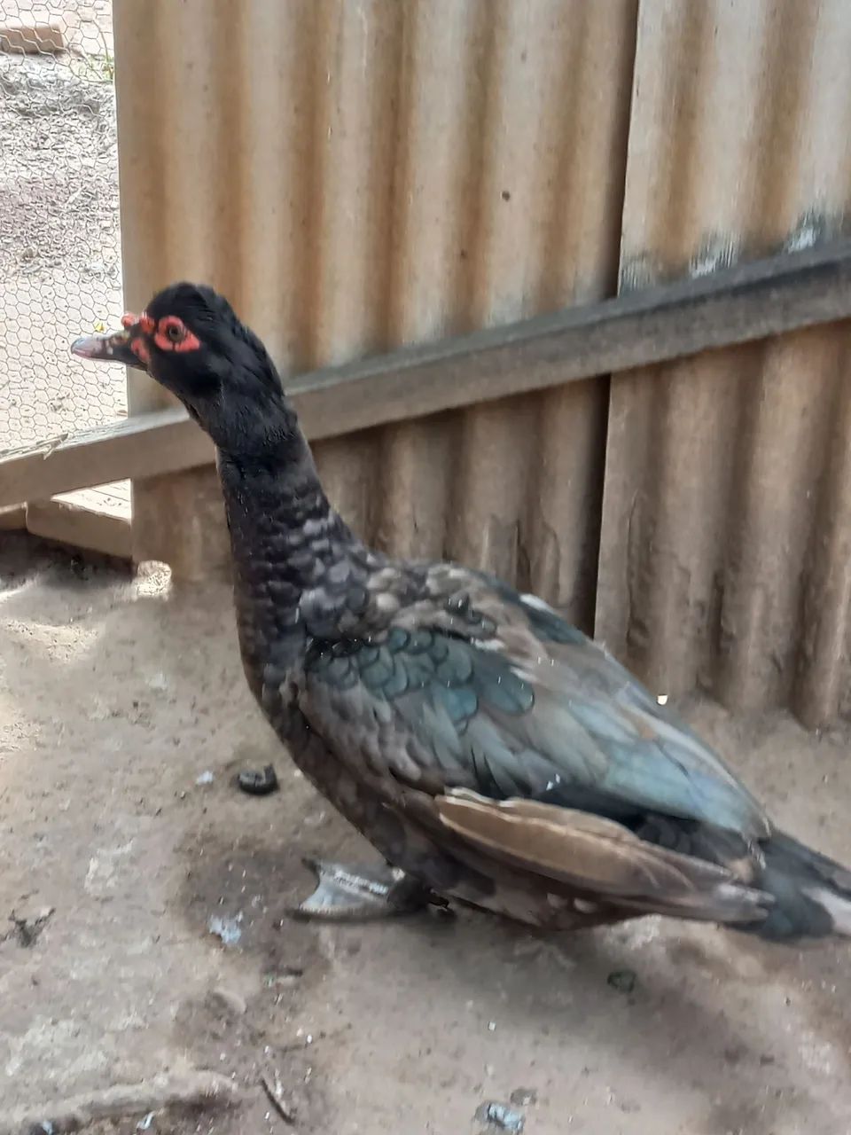 VENDE-SE PATO
