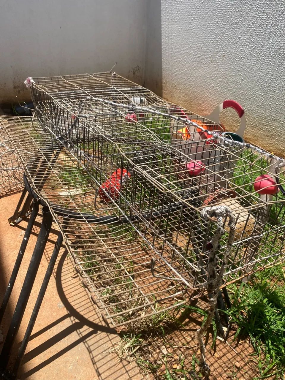 Gaiola para codorna 