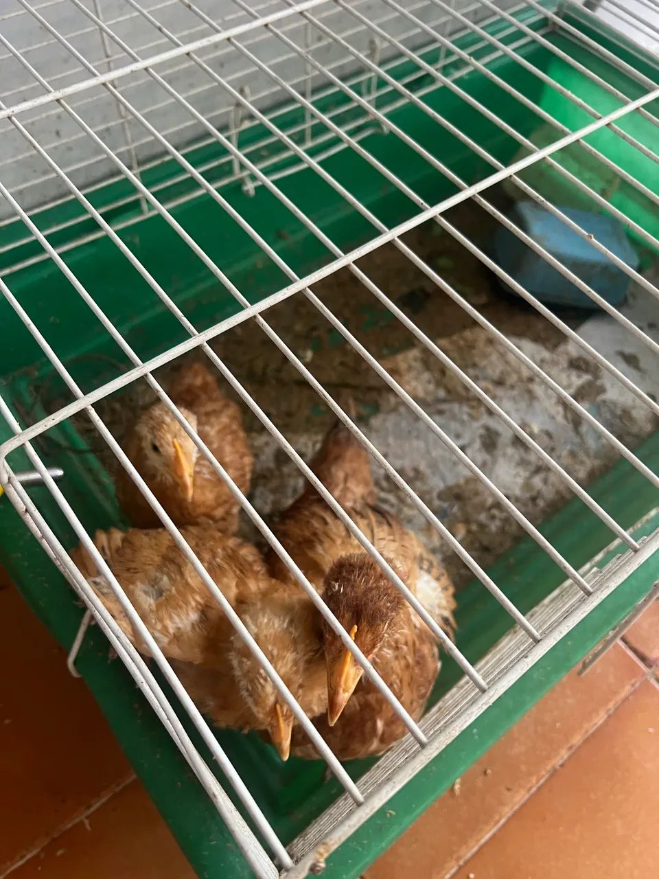 Galinha  - Foto 3
