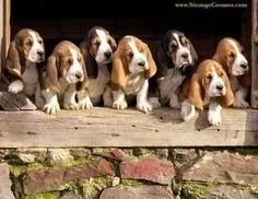 Basset Hound