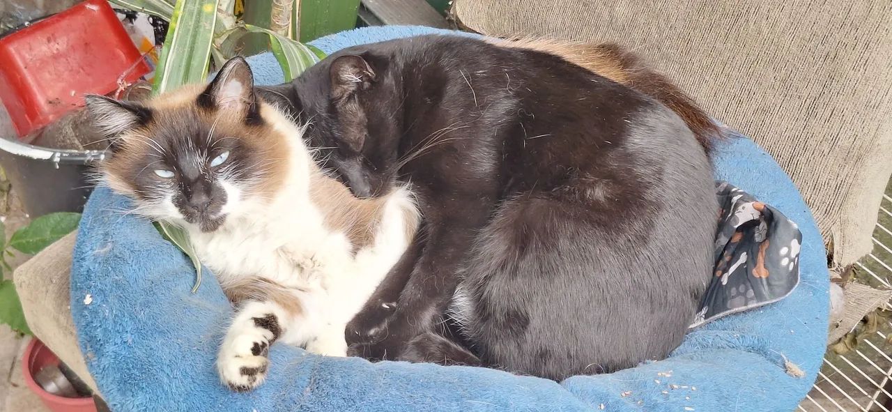 Gatos  - Foto 3