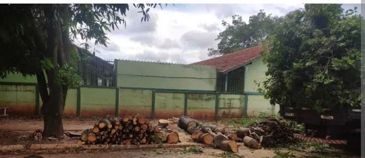 Podas de árvores e jardinagens  - Foto 5