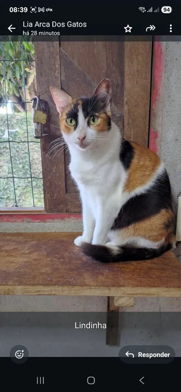 Adoção responsável 