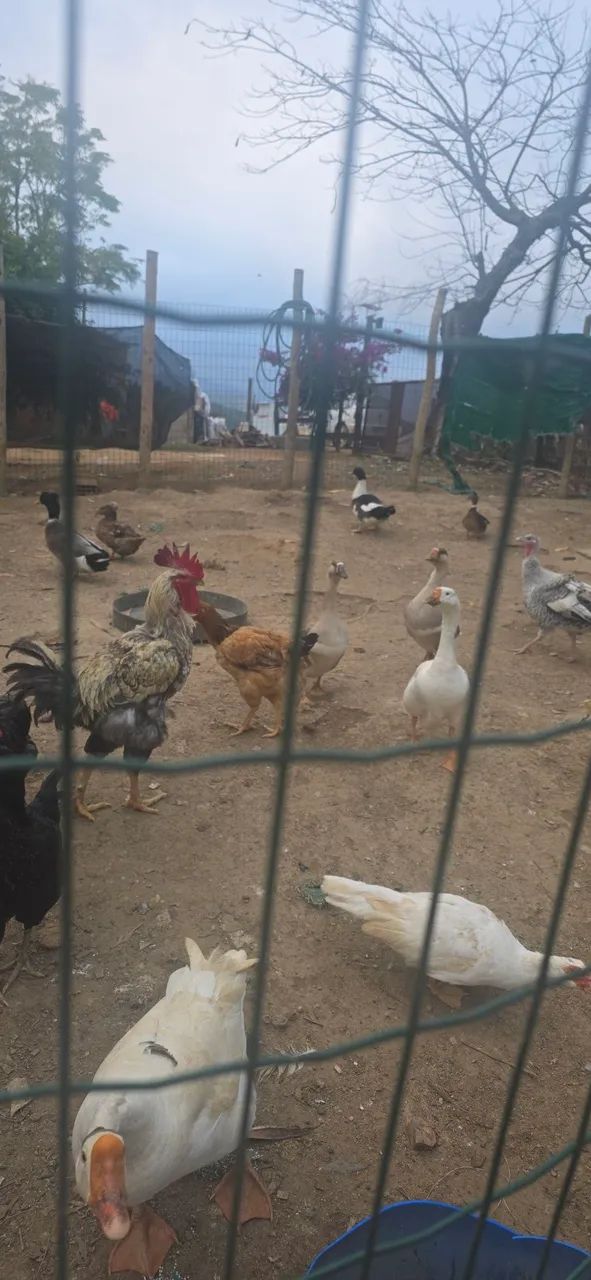 Animais  - Foto 3
