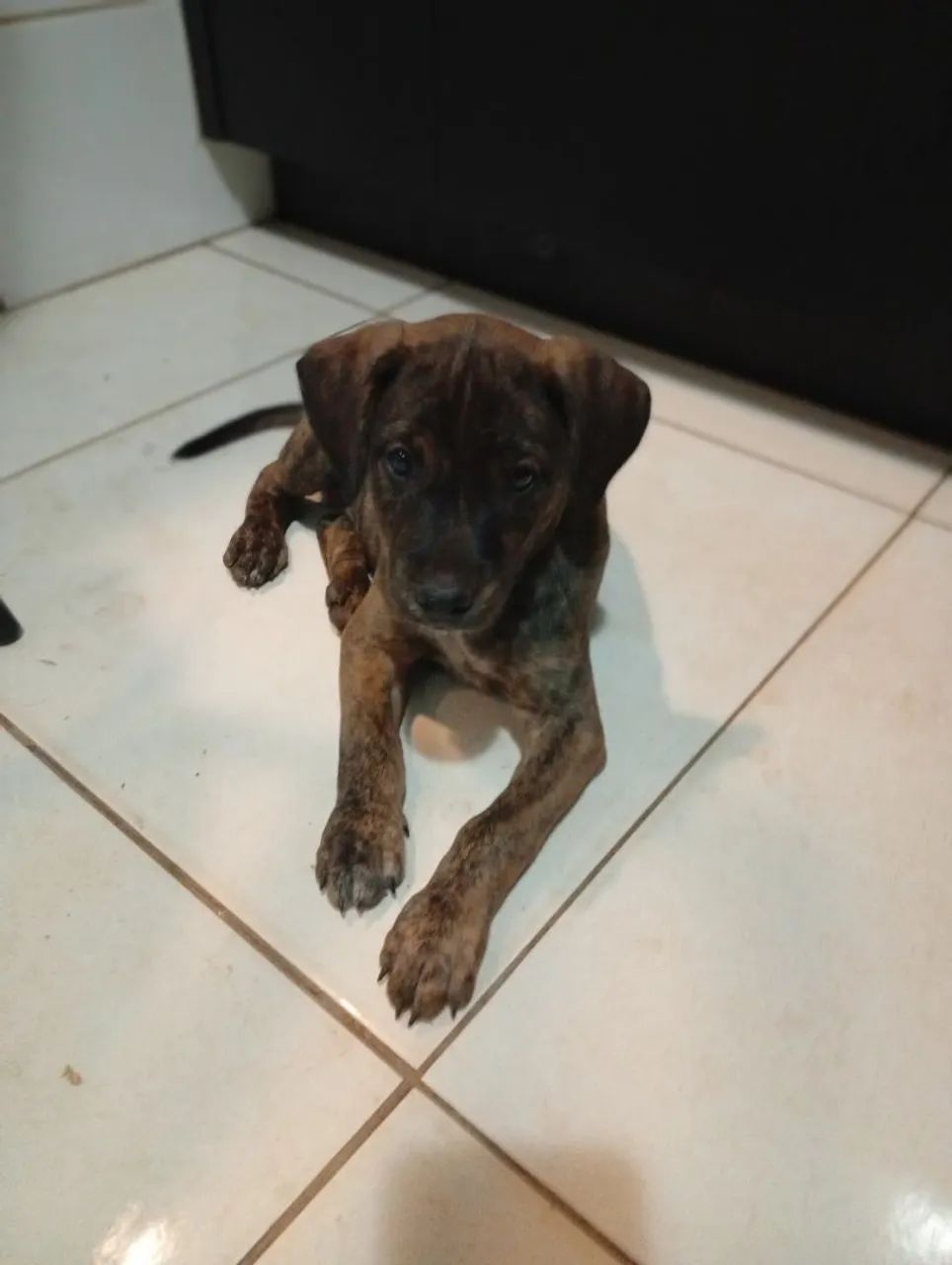 Adoção  - Foto 4