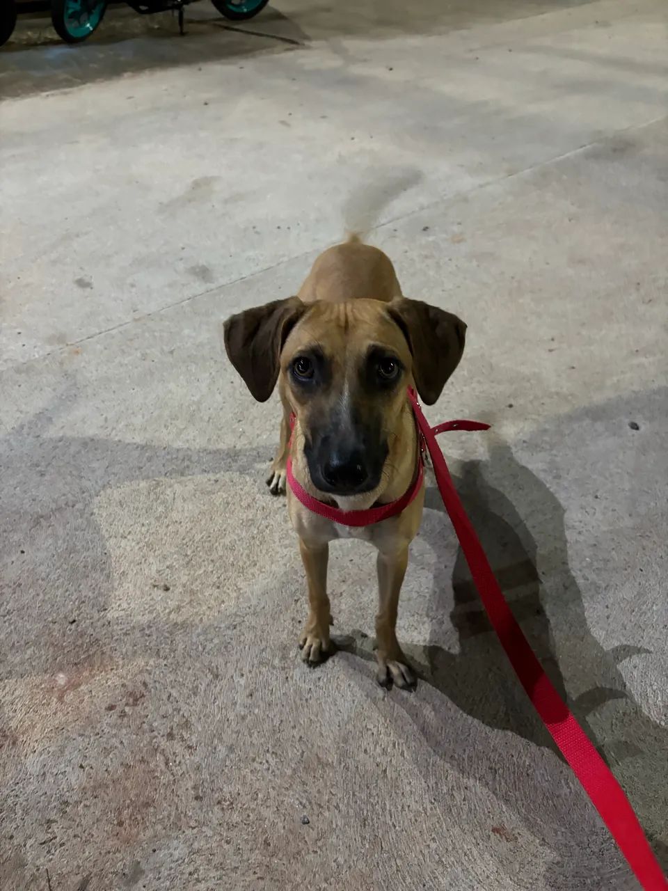Cachorrinha para adoção 