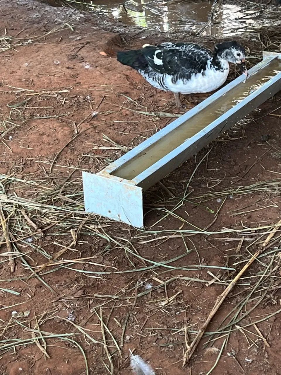 Patos  - Foto 5