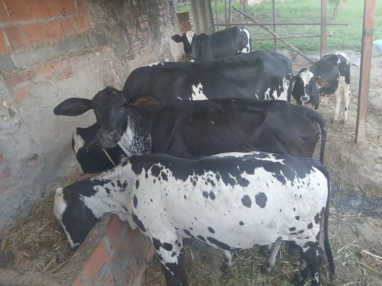 Vaca,boy,bezerro e bezerras  - Foto 4