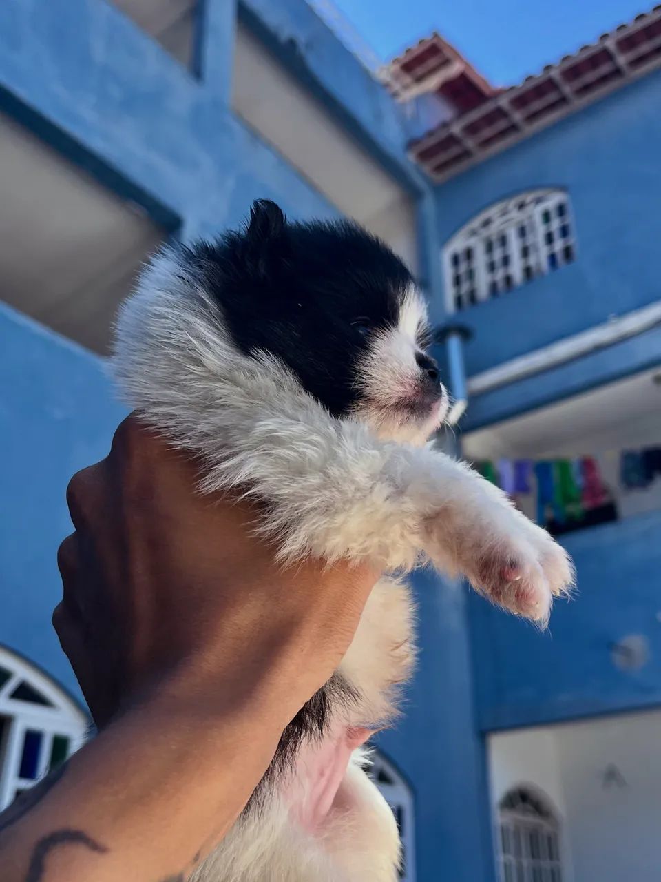 Spitz alemão anão  - Foto 5
