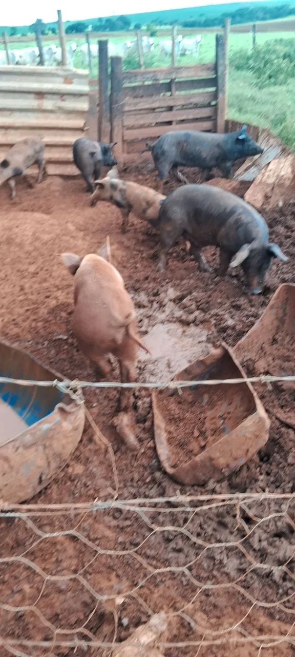 3 marroa e um cachaço  - Foto 3