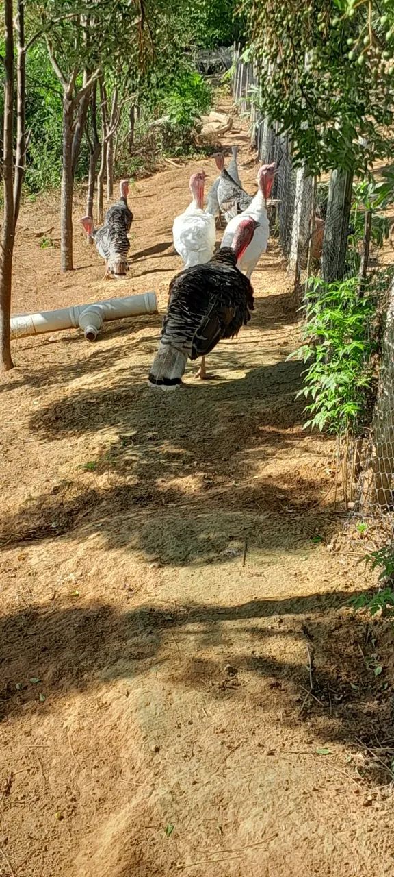 Peru à venda - Foto 5