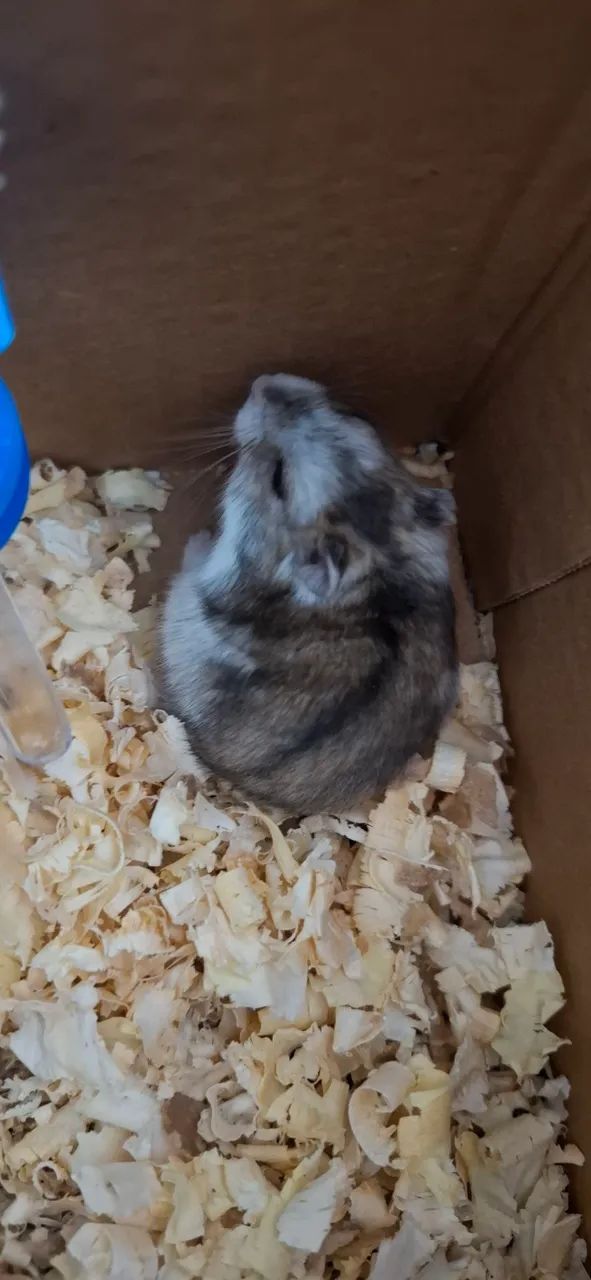 Hamster anão russo65579489318914124