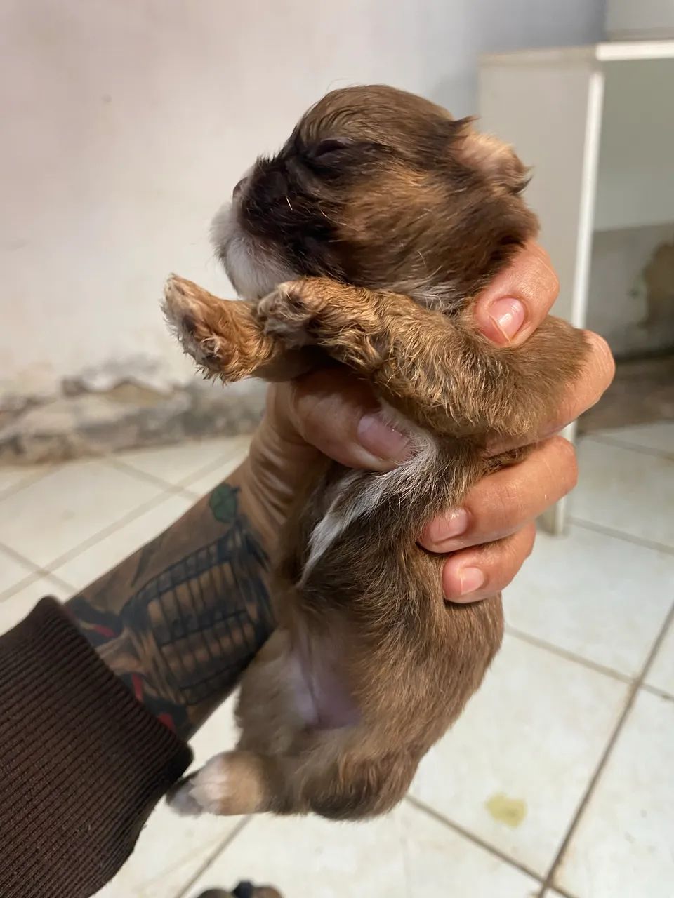 cachorro shituz com ilhasa  - Foto 2