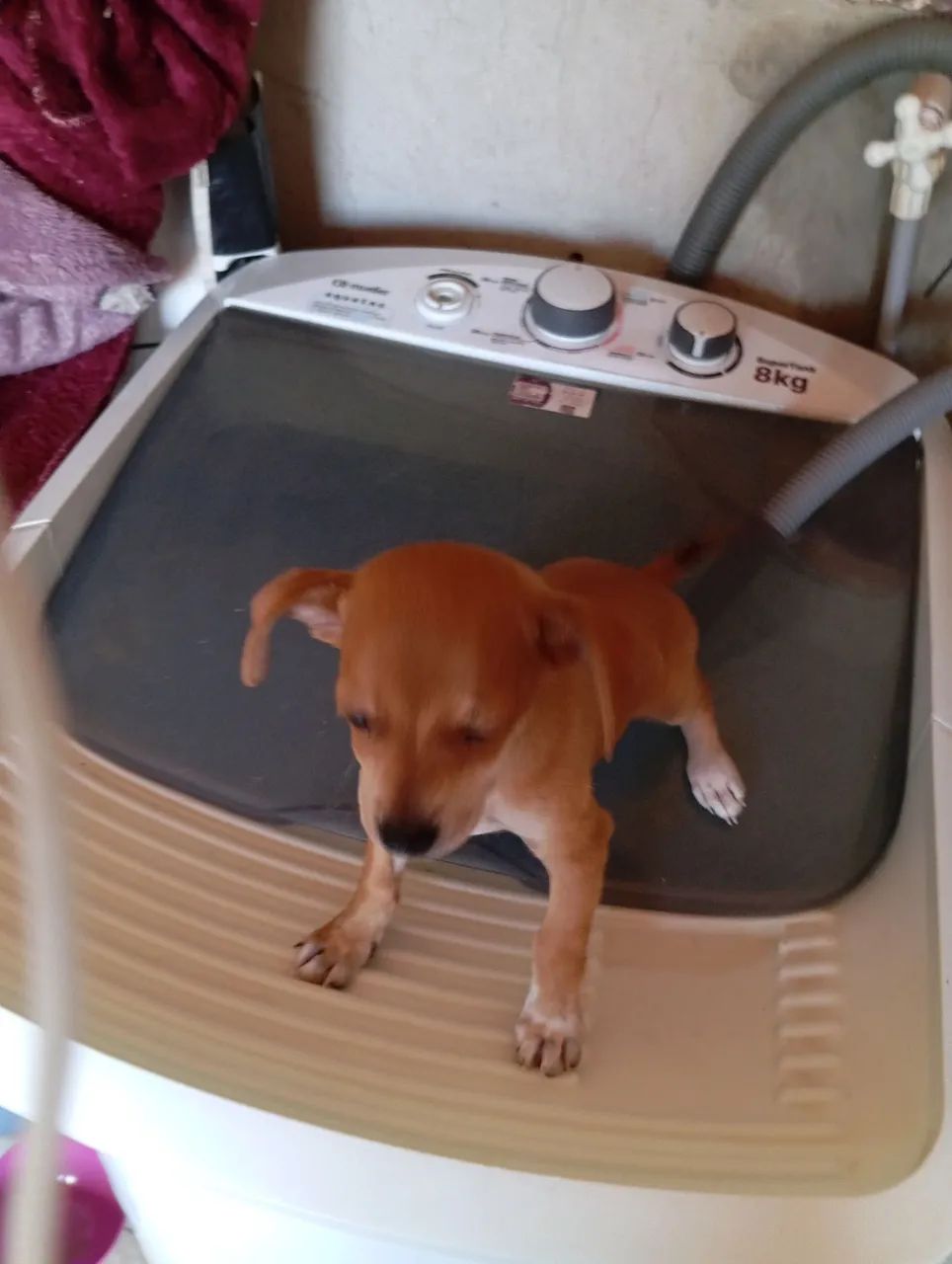 Pinscher 1, macho caramelo  - Foto 3