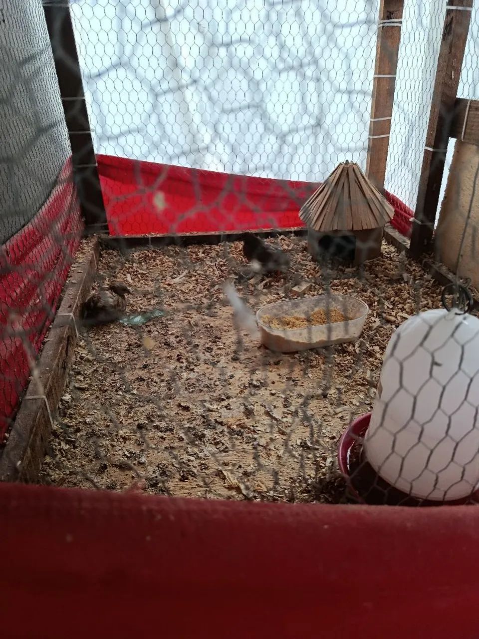 Vendo codornas gigantes e chinesa  - Foto 3