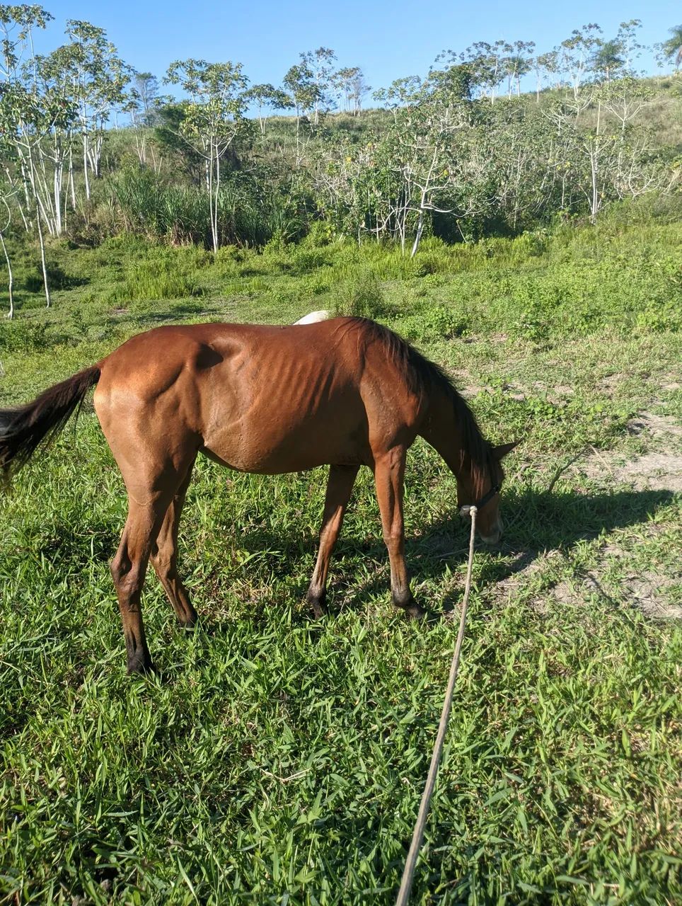 Vendo poda - Foto 4