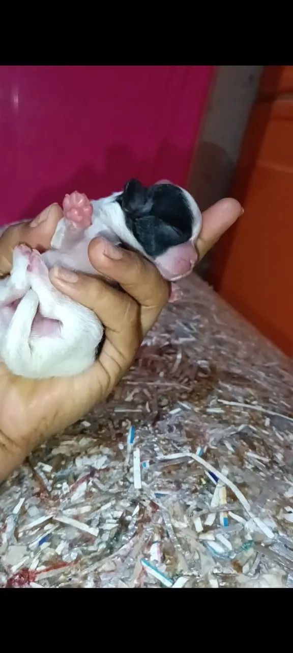 Shitzu mini - Foto 4