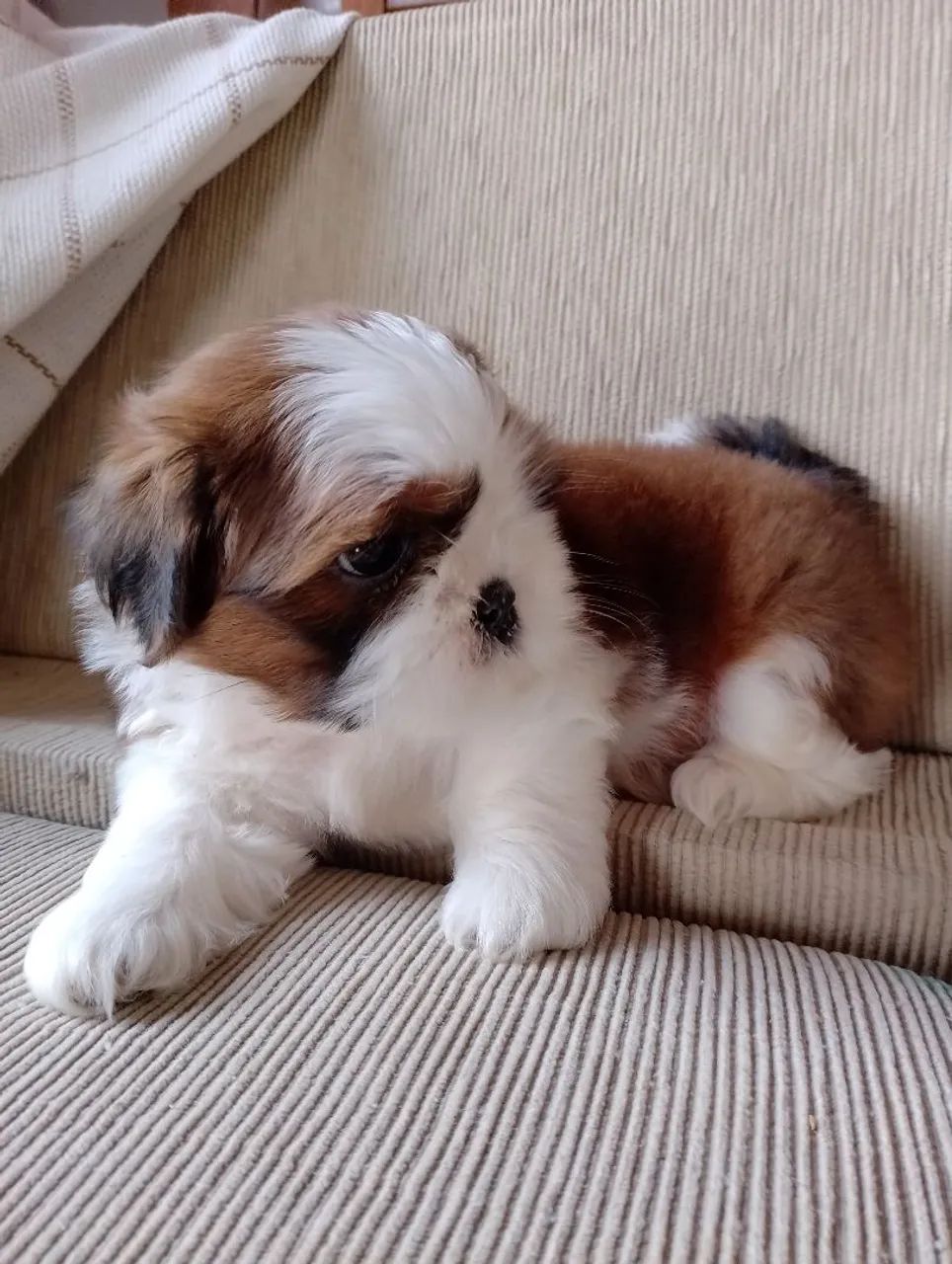 Lindos filhotes de Shitzu  - Foto 6