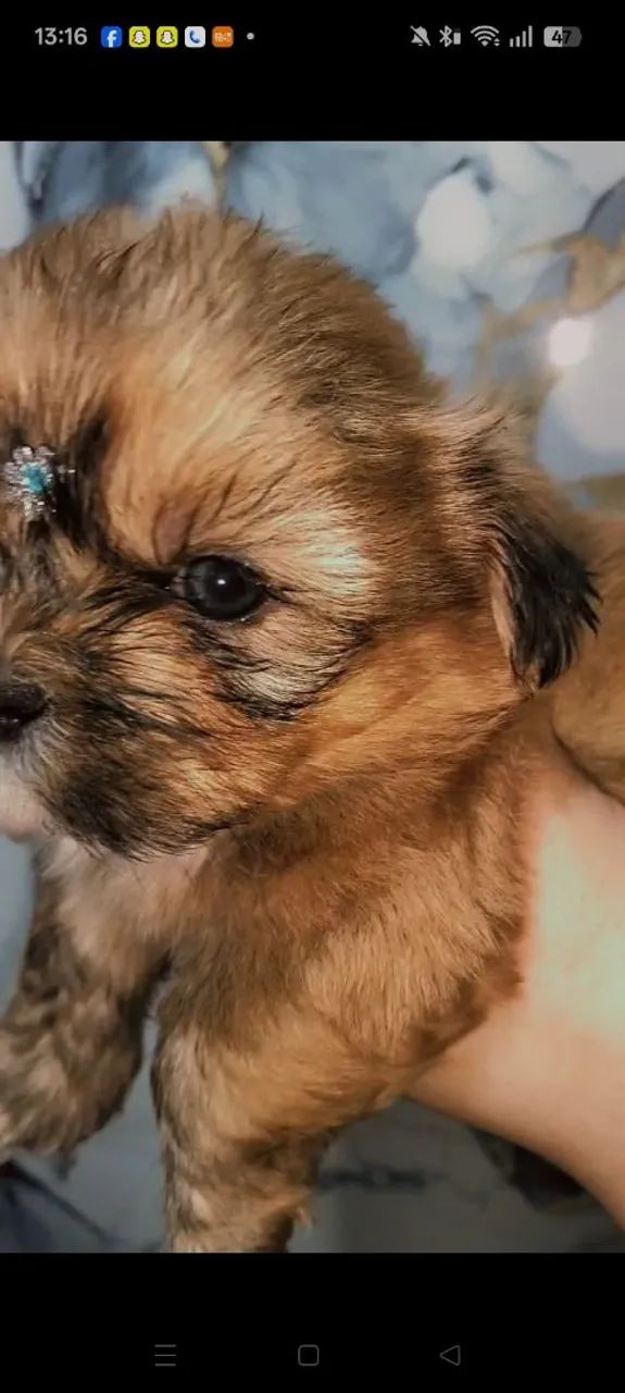 Shihtzu micro macho linhagem Chocolate  - Foto 2
