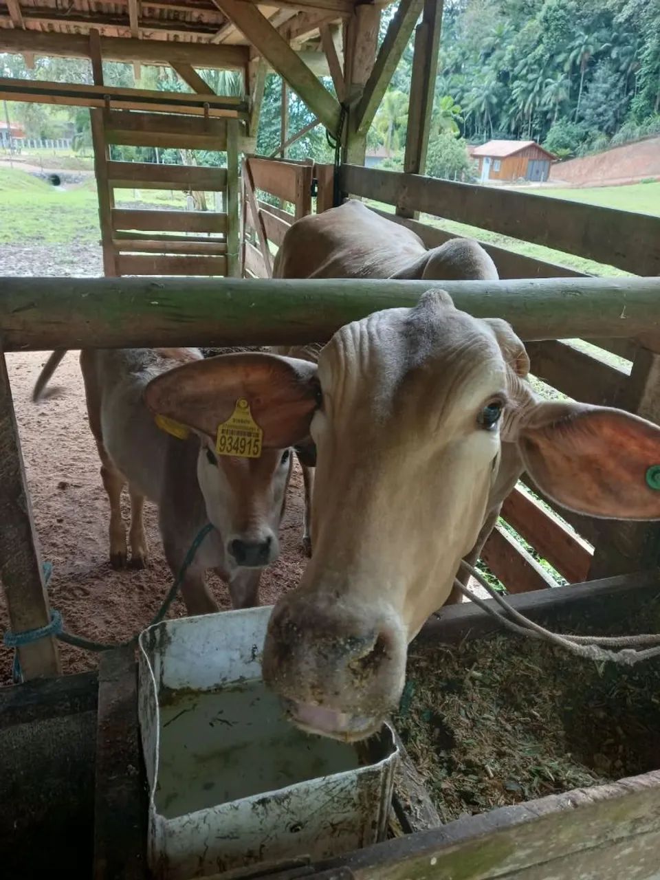 Vaca com bezerro - Foto 3
