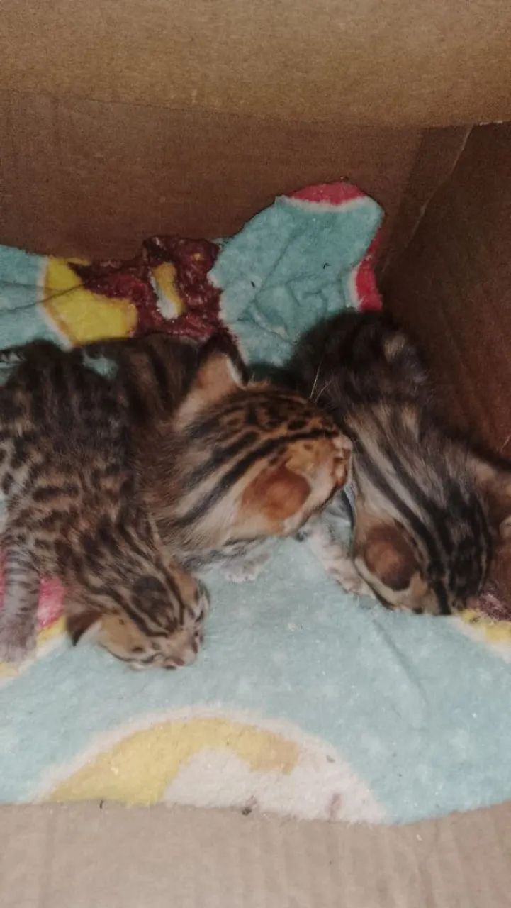 Gato bengal  - Foto 3