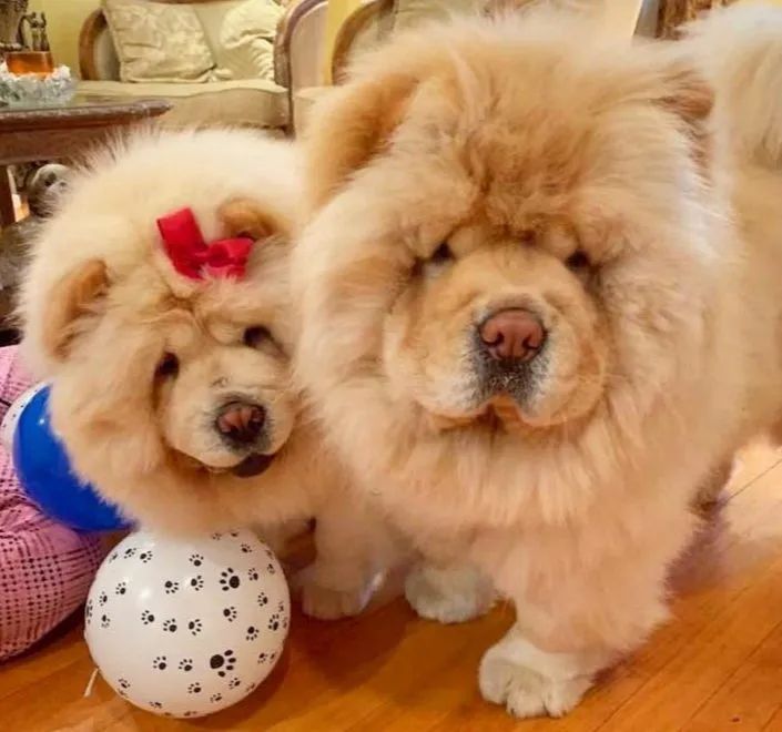 Chow chow americano top  - Foto 2