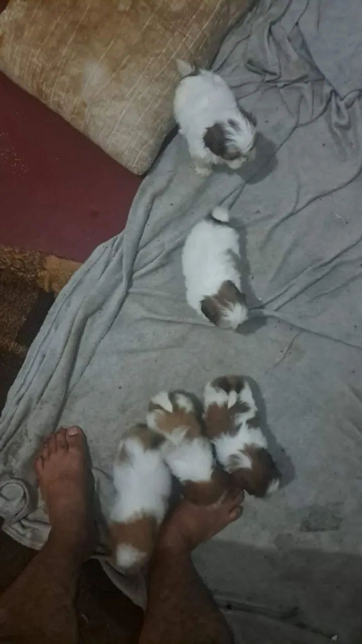 Shitzu  - Foto 2