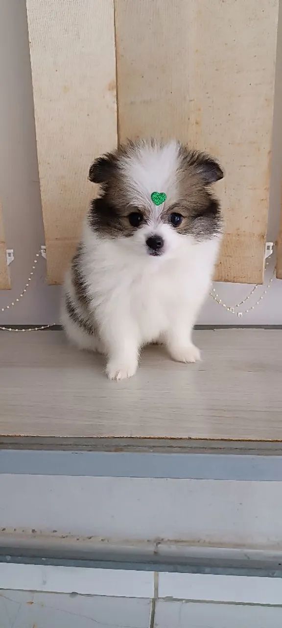 Filhote de Spitz alemão anão 