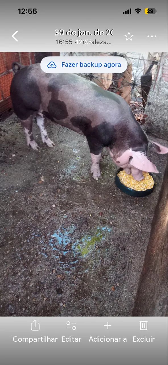 Porco pra venda Pietran com dálmata 