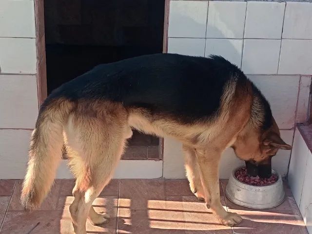 Cães pastores alemães capa preta para cruzamento - Foto 2
