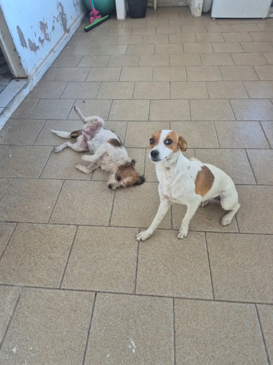 Doação animas  - Foto 2