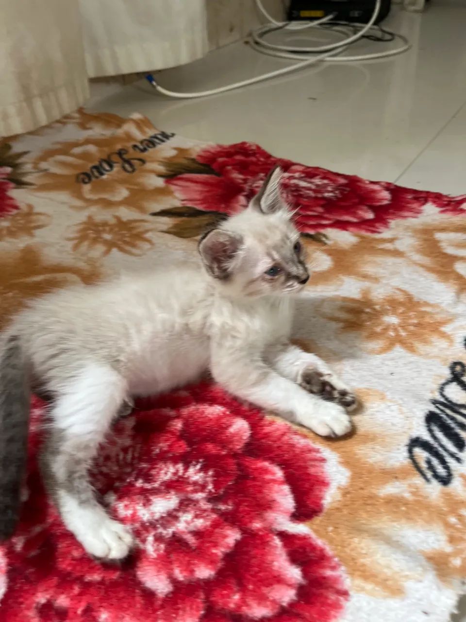 Doação de gato  - Foto 2
