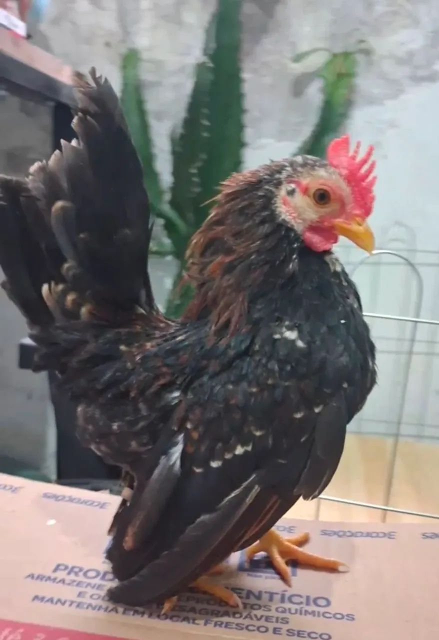 Serama