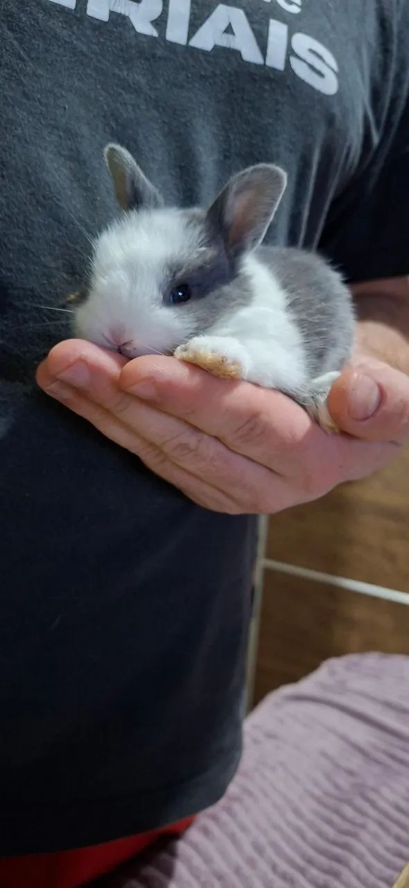 Animais  - Foto 3